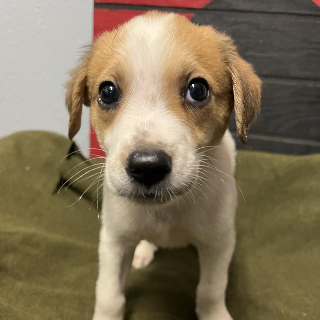 Hawkins, an adoptable Shepherd in Fargo, ND, 58102 | Photo Image 3