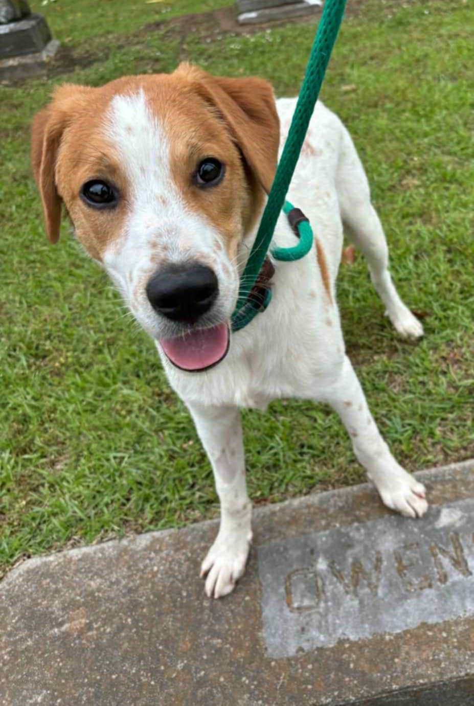 Hawkins, an adoptable Shepherd in Fargo, ND, 58102 | Photo Image 2