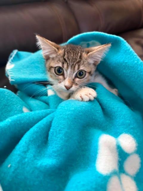 Tequila, ADOPTABLE, Kitten Male American Shorthair.