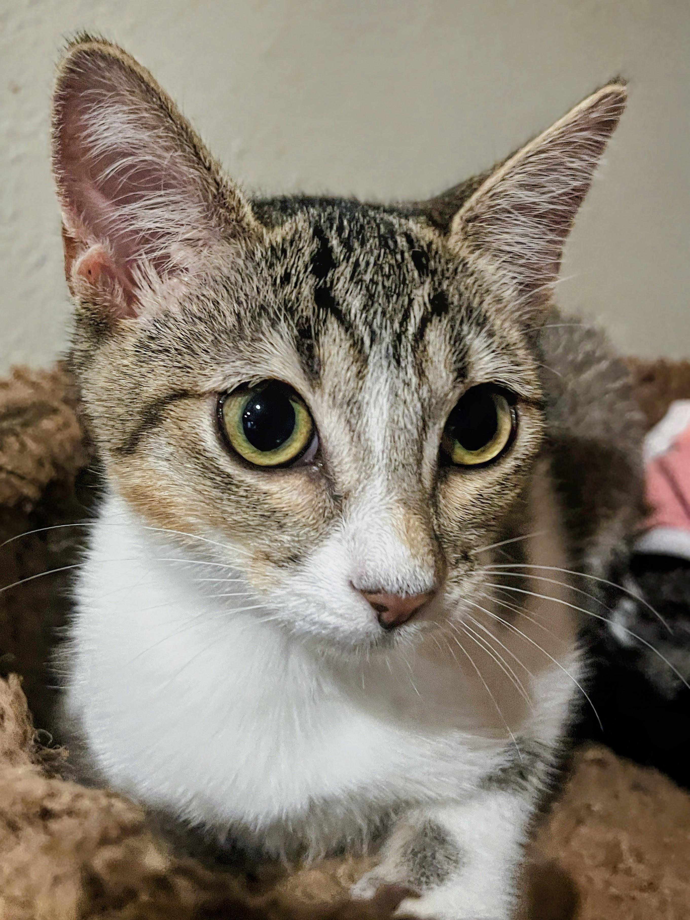 Enlarge Tequila, a Adoptable mixed breed in Poway, CA image 2/2