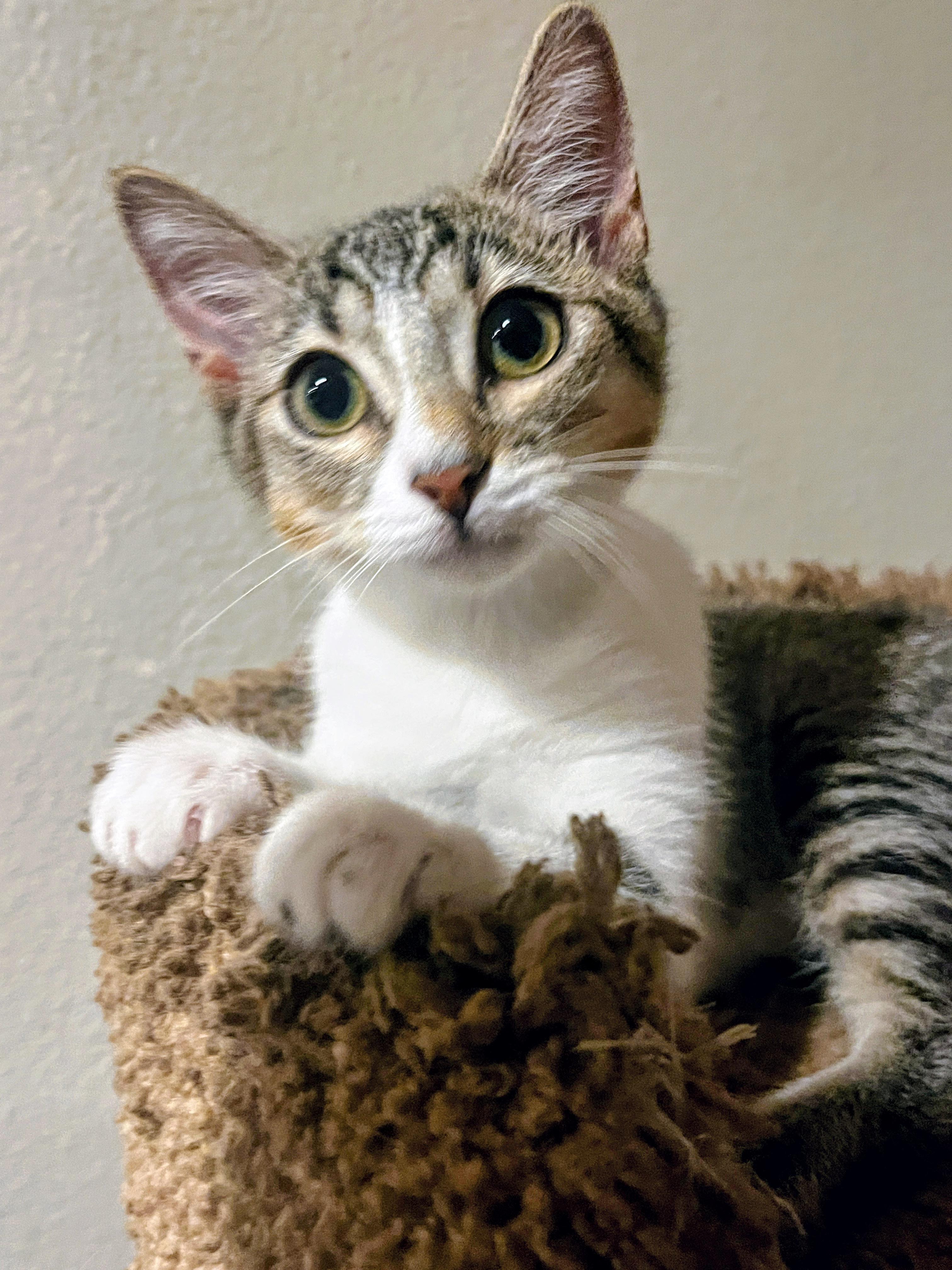 Tequila, Adoptable, Kitten Female American Shorthair.