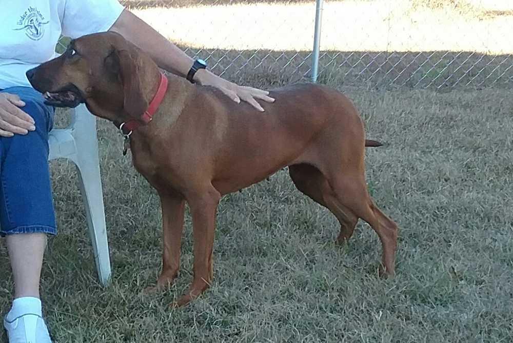 Enlarge Summerly, a Adoptable mixed breed in Orangeburg, SC image 1/5