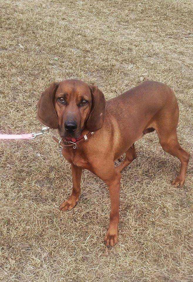 Enlarge Summerly, a Adoptable mixed breed in Orangeburg, SC image 2/5