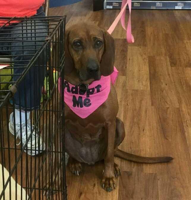 Enlarge Summerly, a Adoptable mixed breed in Orangeburg, SC image 3/5