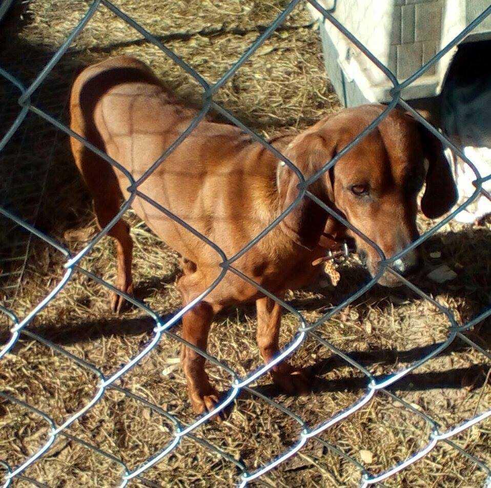 Enlarge Summerly, a Adoptable mixed breed in Orangeburg, SC image 4/5