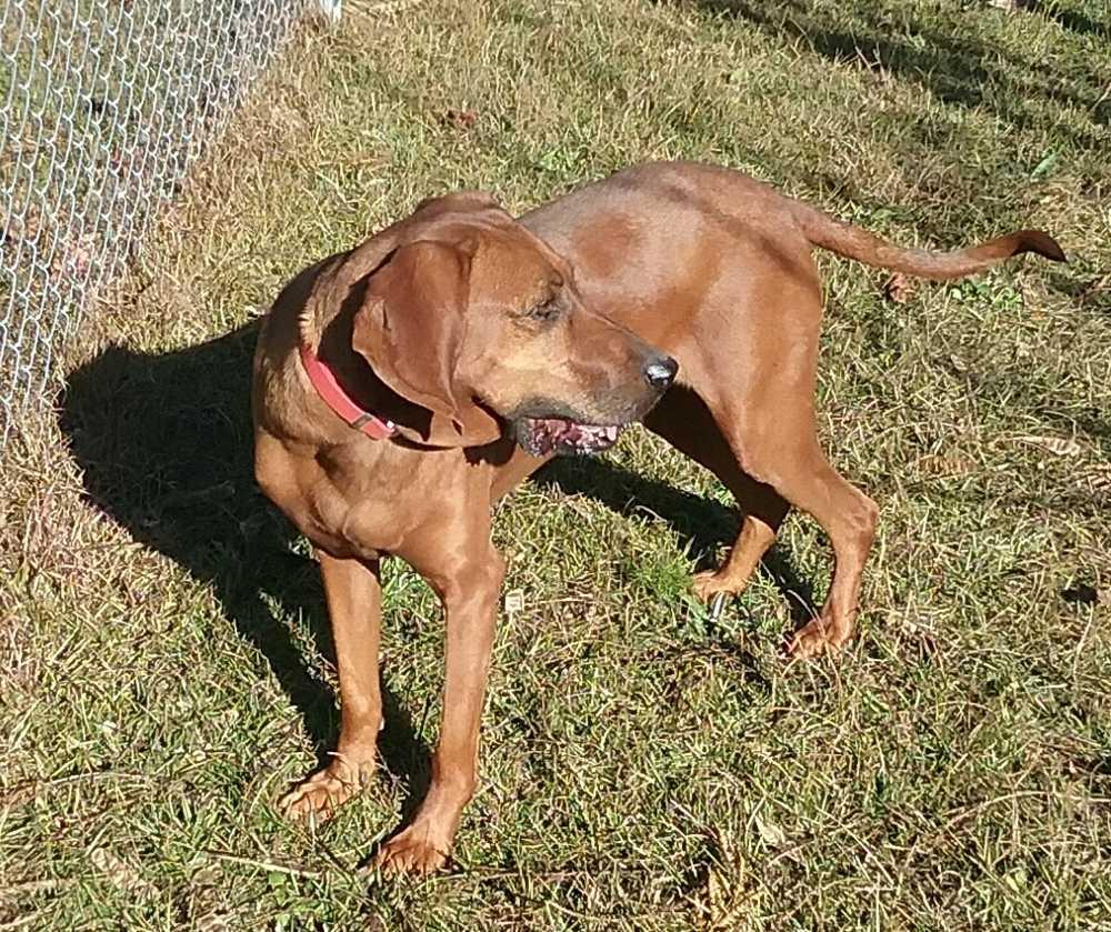 Enlarge Summerly, a Adoptable mixed breed in Orangeburg, SC image 5/5