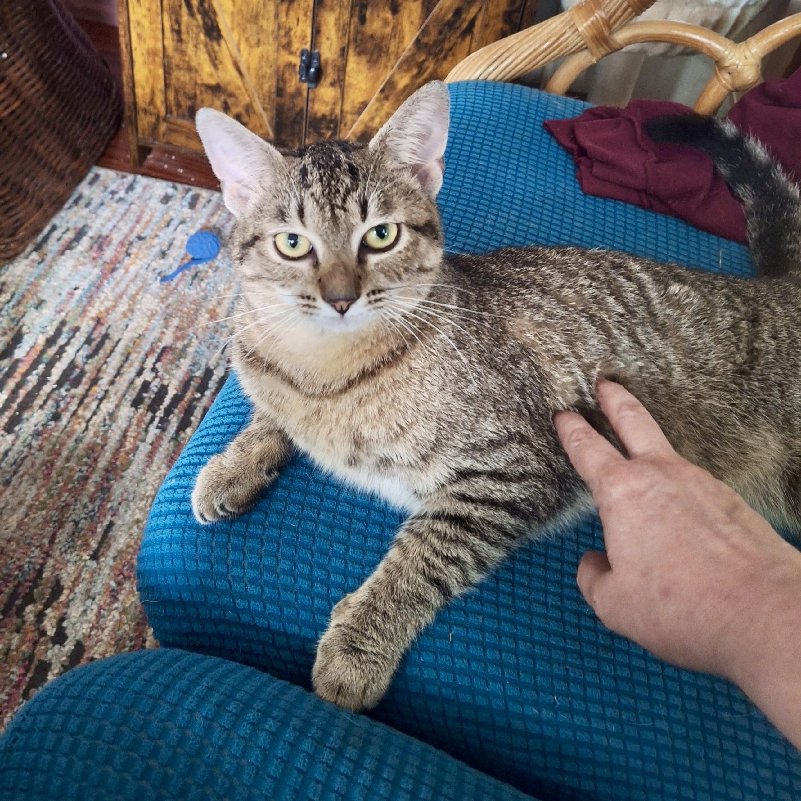 Ryman, Young Male Domestic Short Hair