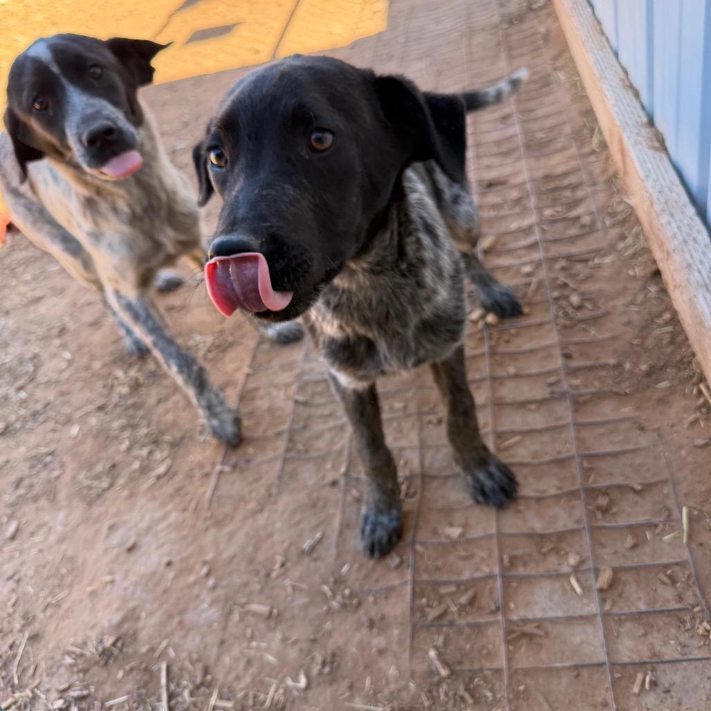 Braford, Adoptable, Young Male Cattle Dog & Mixed Breed.