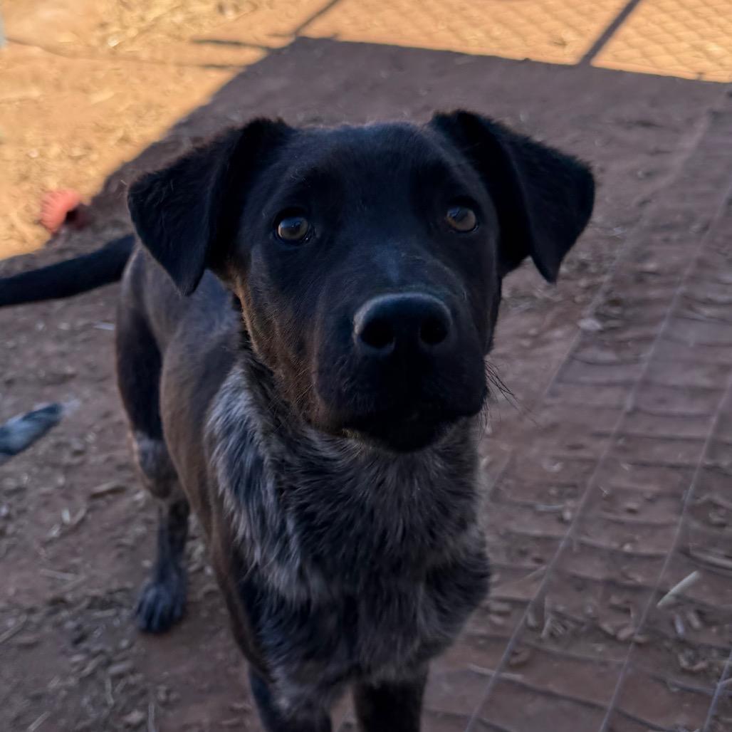 Enlarge Braford, a Adoptable mixed breed in Moab, UT image 2/6