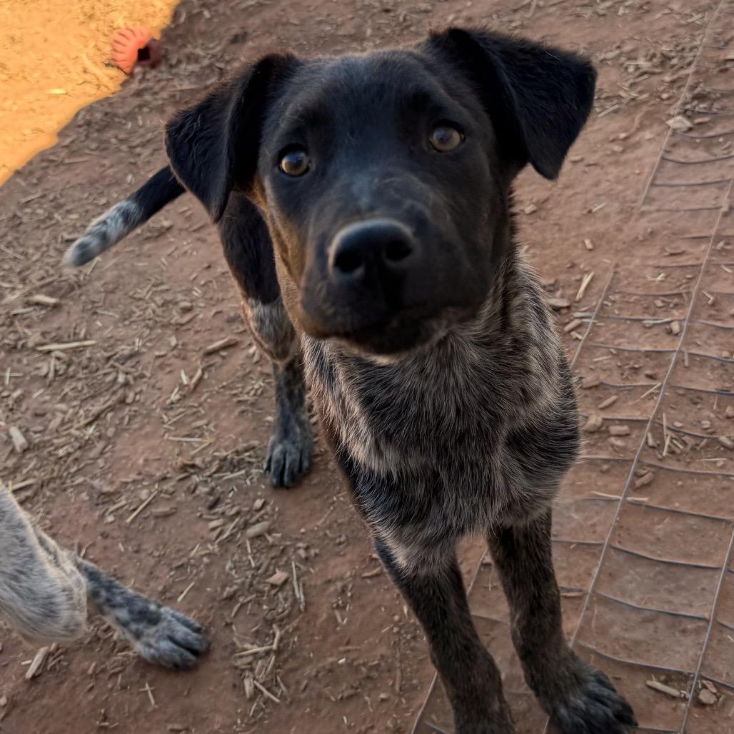 Enlarge Braford, a Adoptable mixed breed in Moab, UT image 3/6