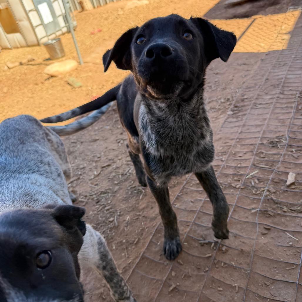 Enlarge Braford, a Adoptable mixed breed in Moab, UT image 4/6