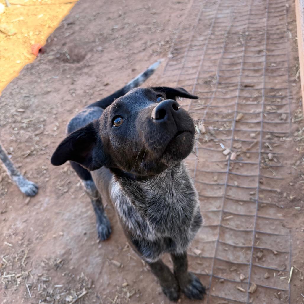 Enlarge Braford, a Adoptable mixed breed in Moab, UT image 5/6