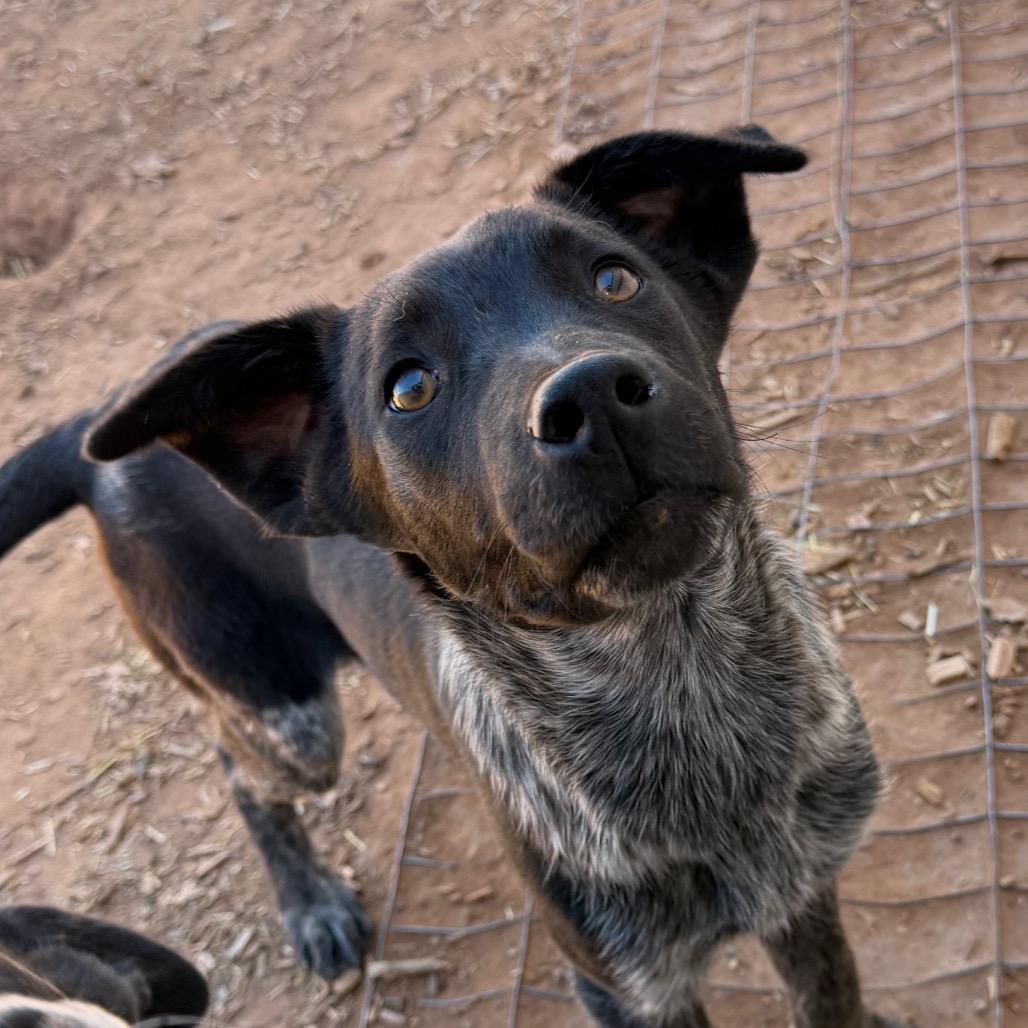 Enlarge Braford, a Adoptable mixed breed in Moab, UT image 6/6