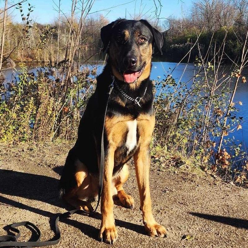 Enlarge Hunter, a Adopted mixed breed in Vaudreuil-Dorion, QC image 1/5