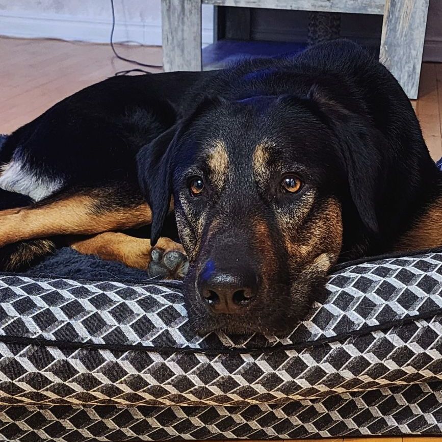 Enlarge Hunter, a Adopted mixed breed in Vaudreuil-Dorion, QC image 2/5