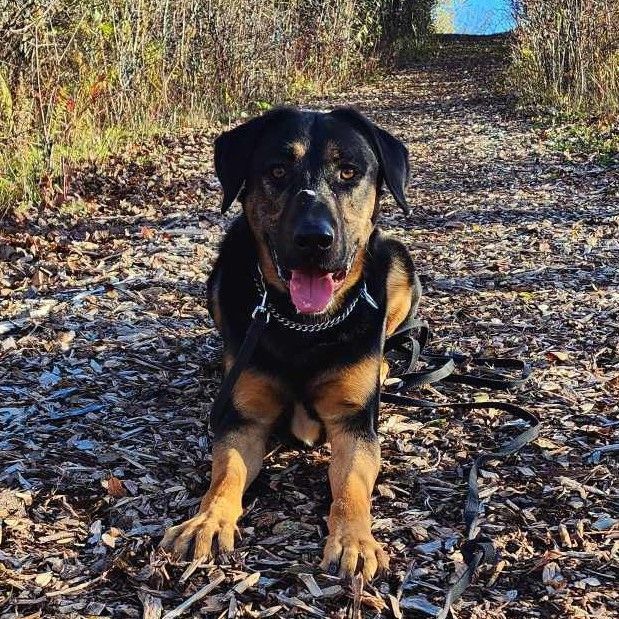 Enlarge Hunter, a Adopted mixed breed in Vaudreuil-Dorion, QC image 4/5