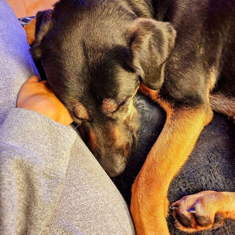 Enlarge Hunter, a Adopted mixed breed in Vaudreuil-Dorion, QC image 5/5