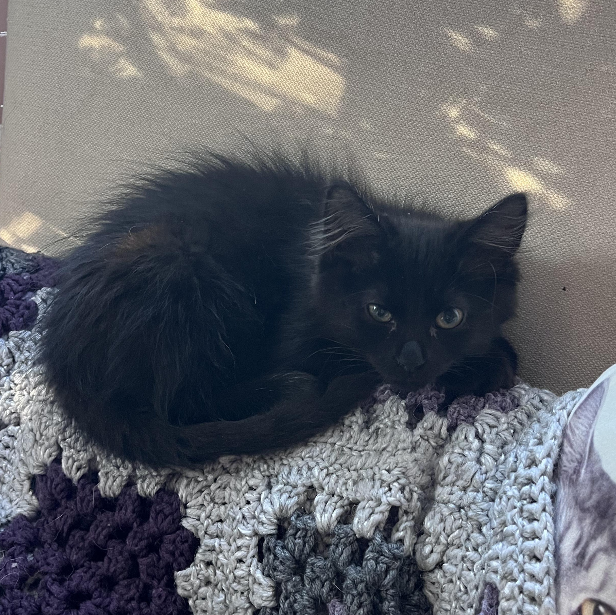 Enlarge Violet, a Adopted mixed breed in Hyattsville, MD image 5/6
