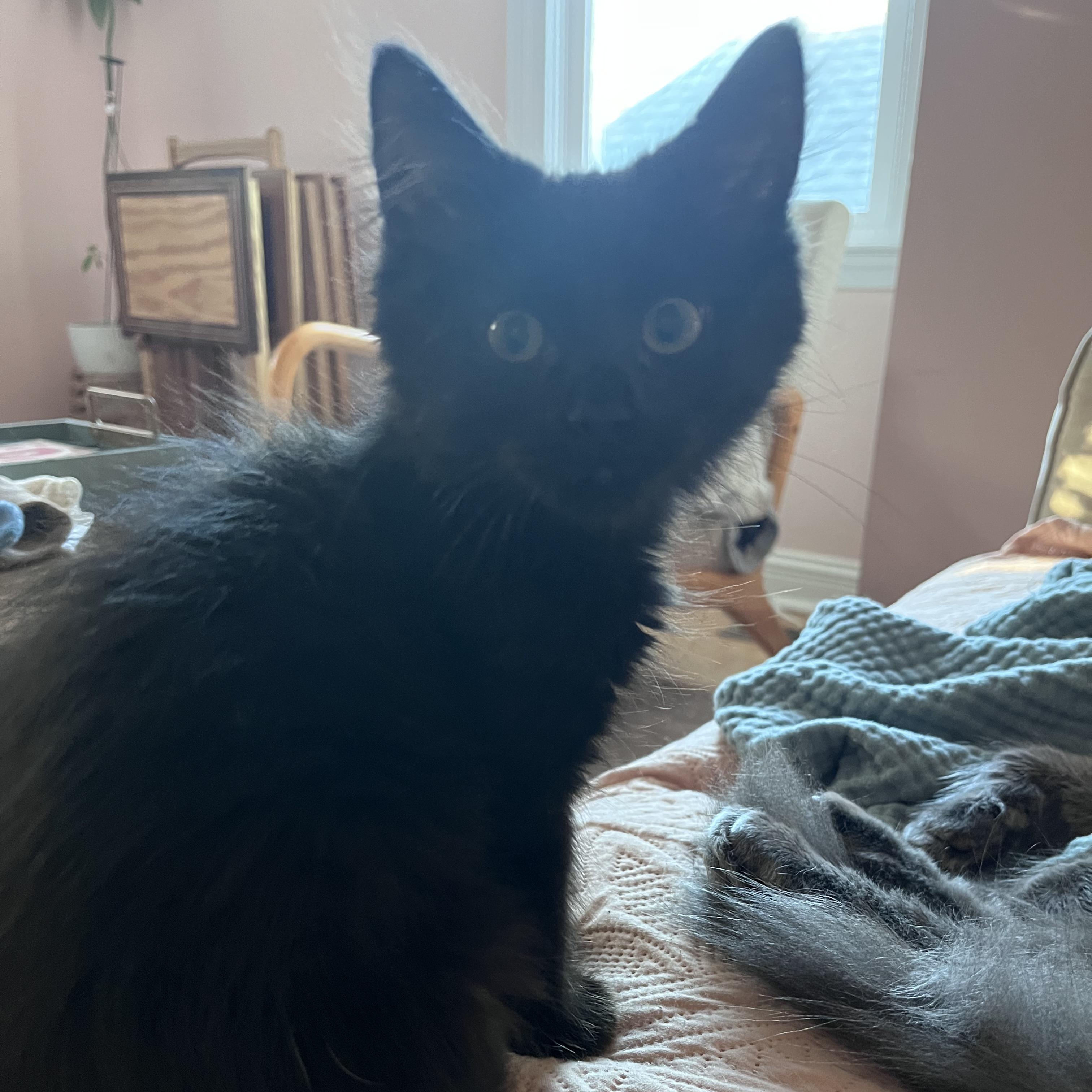 Violet, Adopted, Kitten Female Bombay & Domestic Medium Hair.