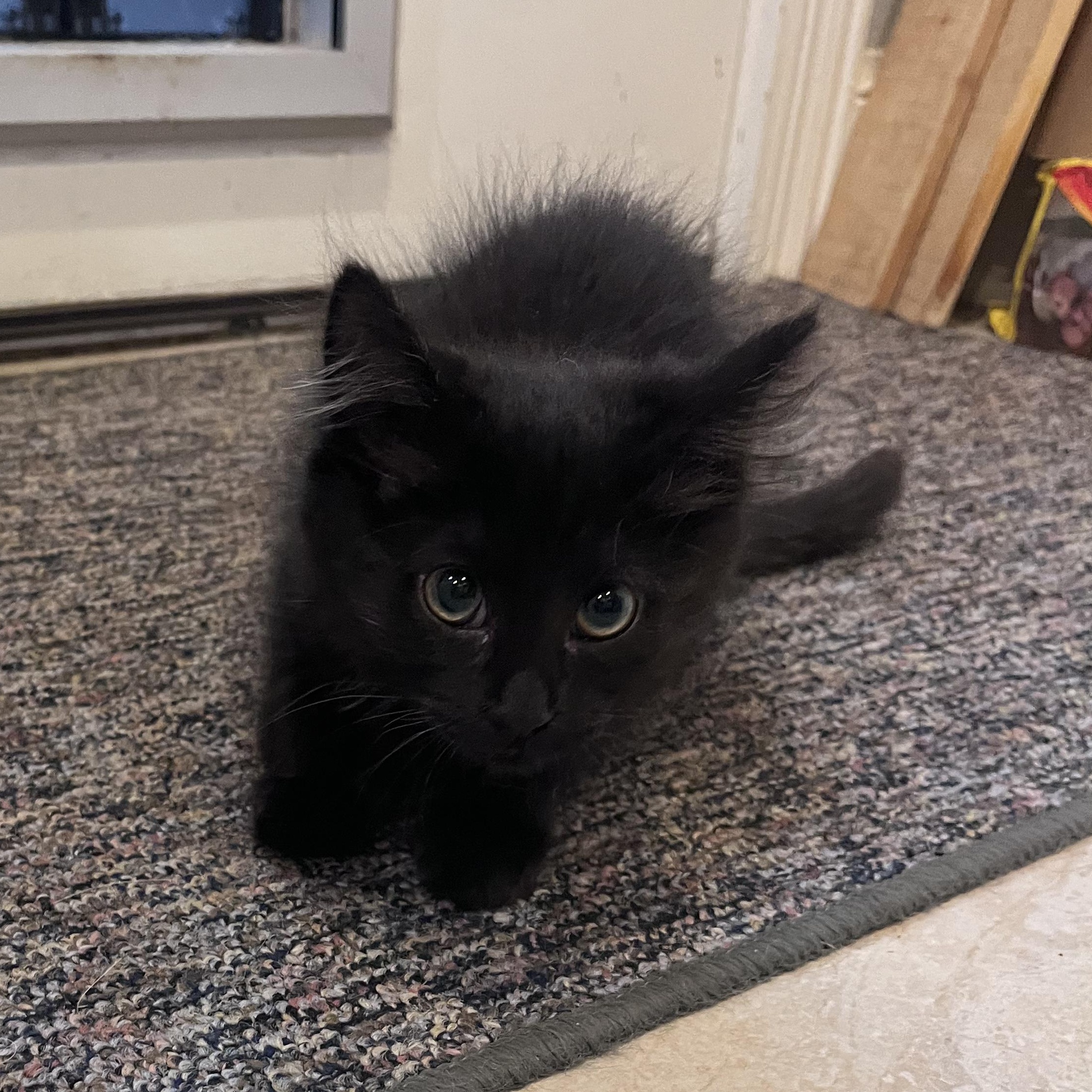 Enlarge Violet, a Adopted mixed breed in Hyattsville, MD image 6/6