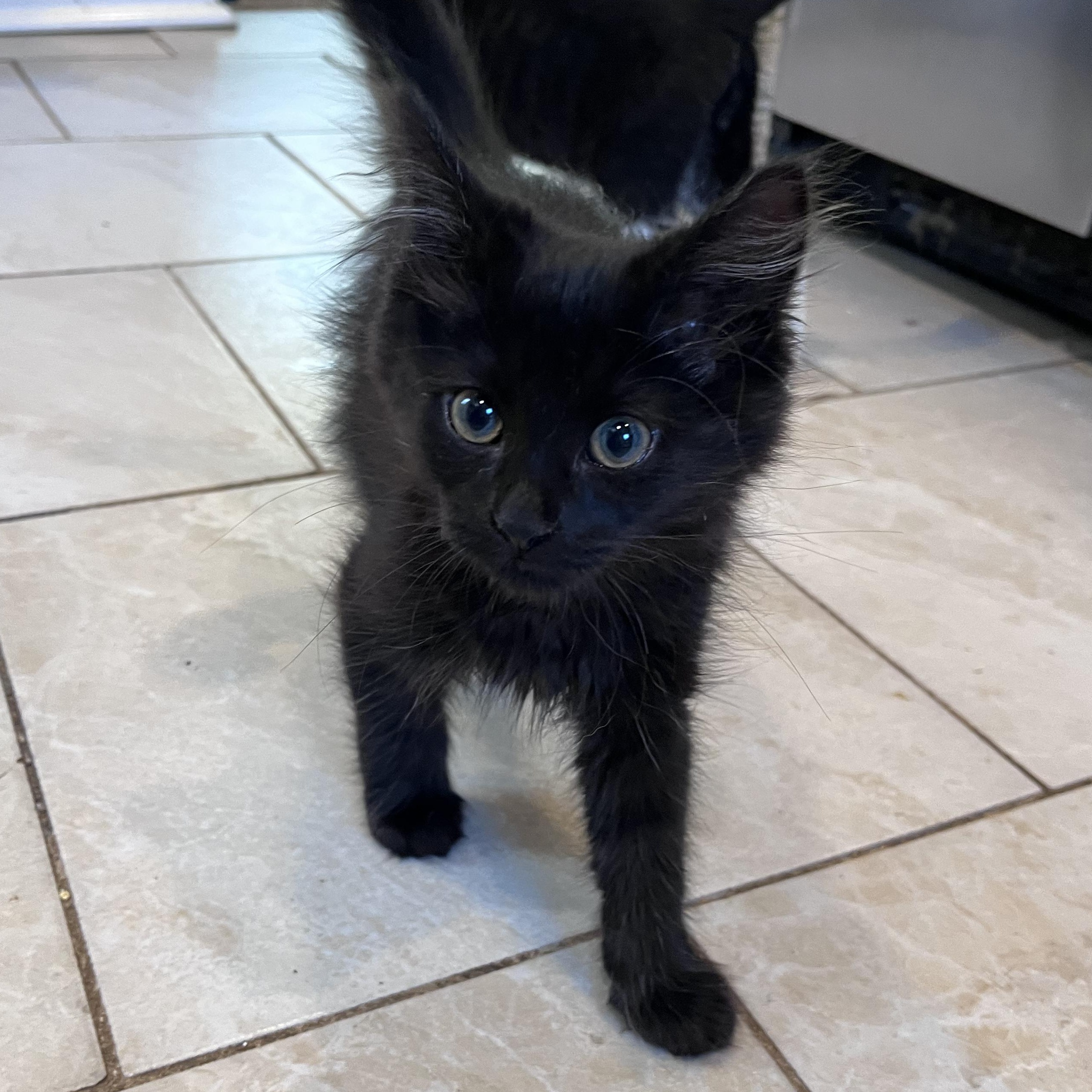 Enlarge Violet, a Adopted mixed breed in Hyattsville, MD image 4/6