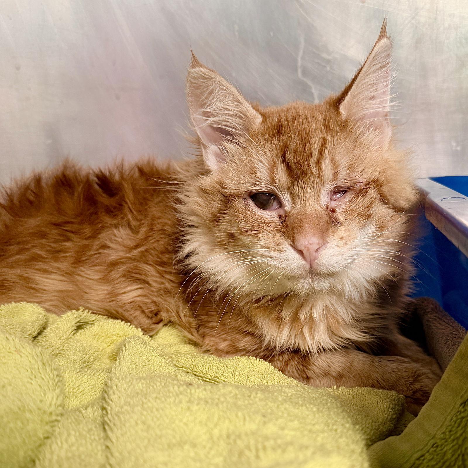 Enlarge Tommy O, a Adopted Domestic Medium Hair in Oakland, CA image 1/3