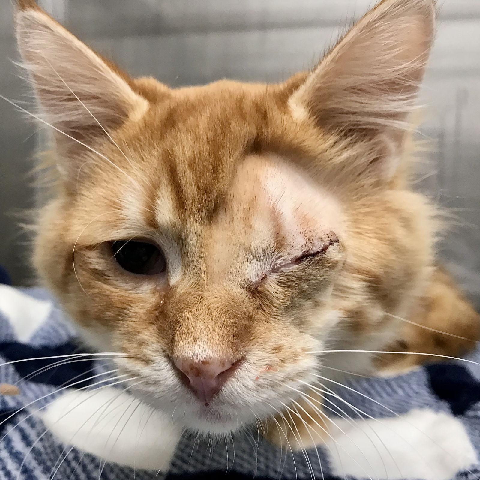 Enlarge Tommy O, a Adopted Domestic Medium Hair in Oakland, CA image 2/3