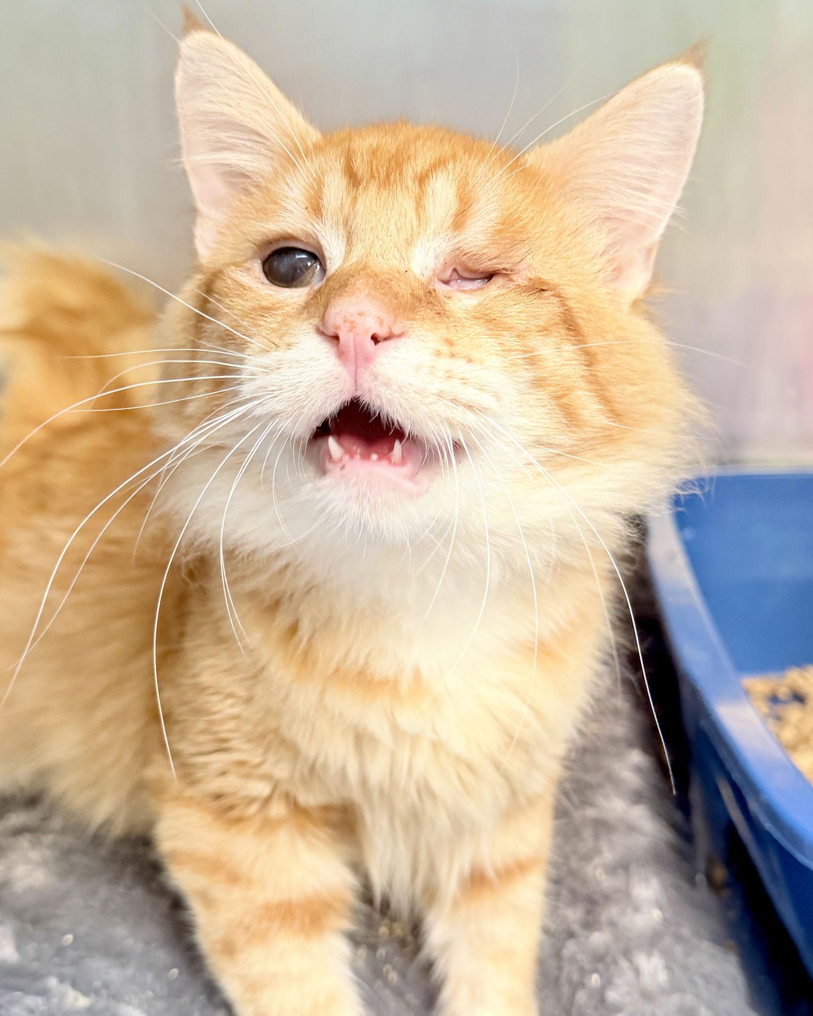 Enlarge Tommy O, a Adopted Domestic Medium Hair in Oakland, CA image 3/3