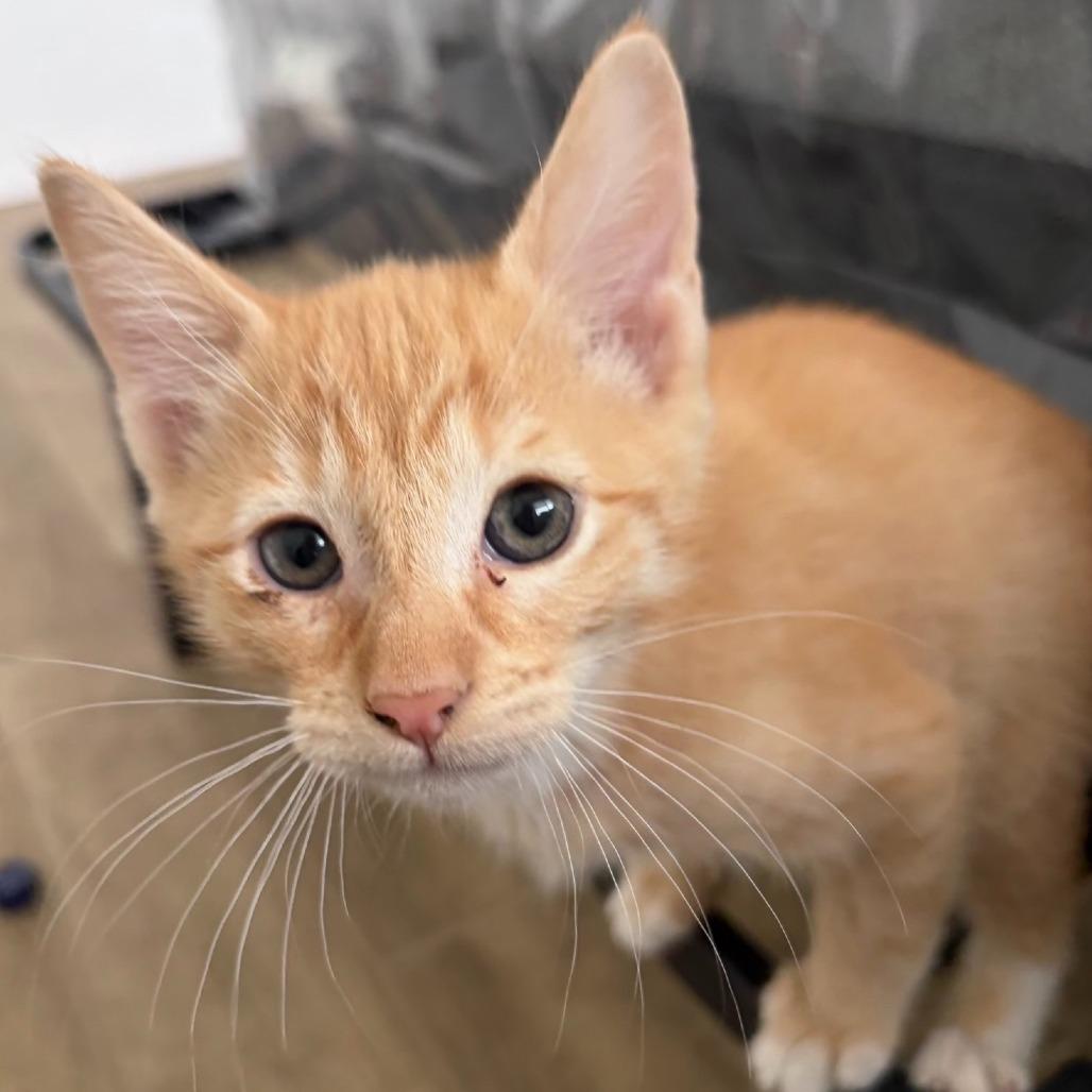 N - Basil, Adoptable, Kitten Male Domestic Short Hair.
