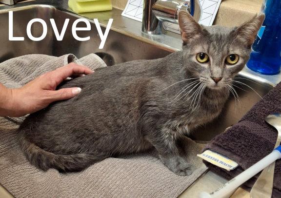 Enlarge Lovey, a Adoptable mixed breed in Mountain View, AR image 1/3