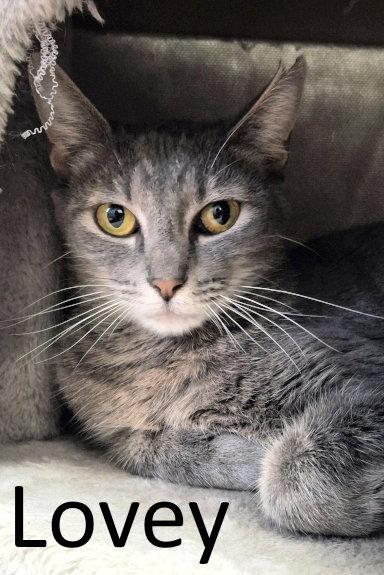 Enlarge Lovey, a Adoptable mixed breed in Mountain View, AR image 2/3