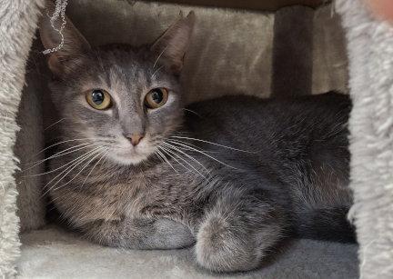 Enlarge Lovey, a Adoptable mixed breed in Mountain View, AR image 3/3