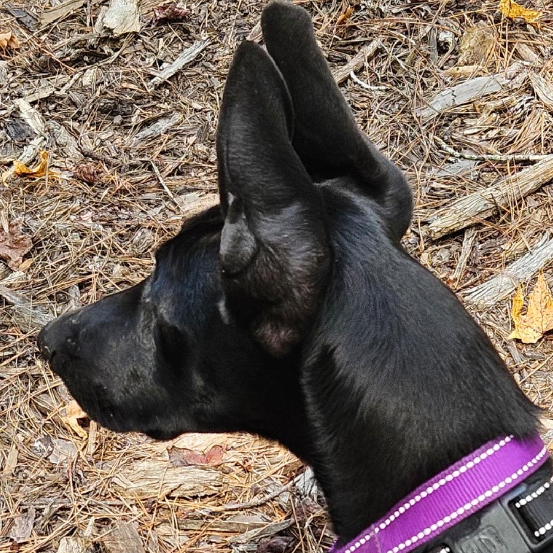 Bella, Adoptable, Young Female Labrador Retriever & Retriever.