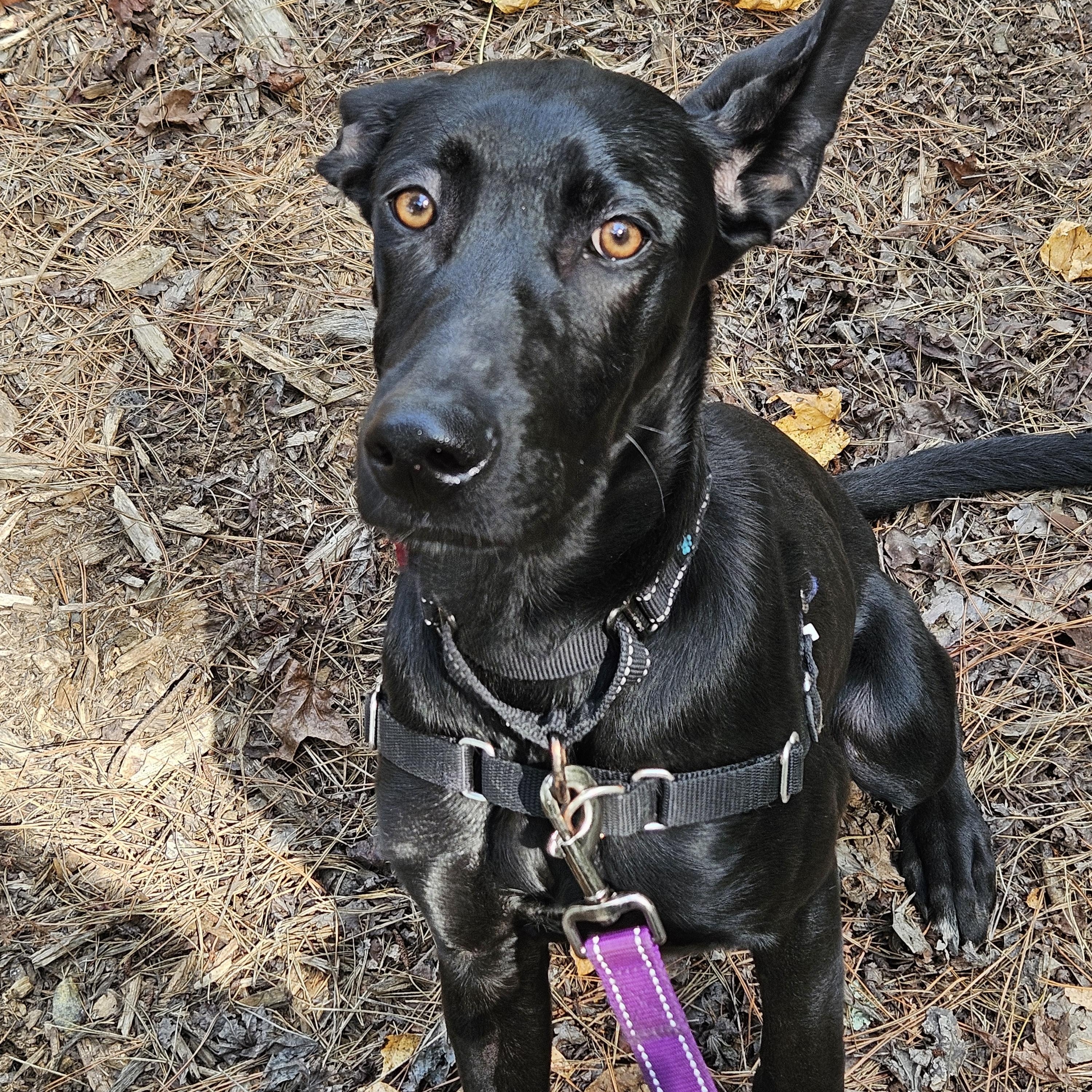 Enlarge Bella, a Adoptable mixed breed in Jasper, GA image 3/4
