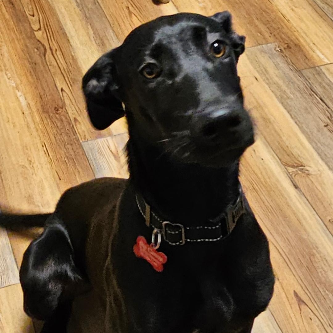 Enlarge Bella, a Adoptable mixed breed in Jasper, GA image 4/4