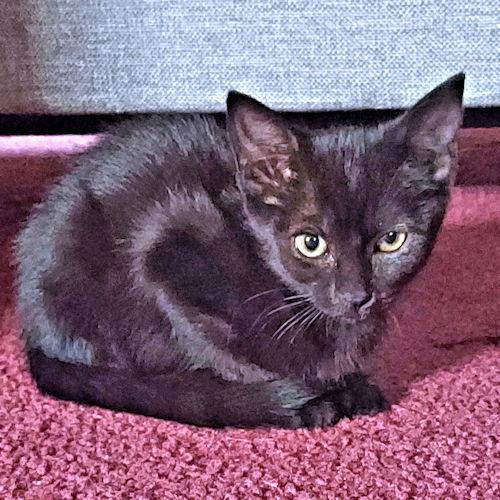 Enlarge Nora, a Adoptable Domestic Short Hair in Rutherfordton, NC image 1/3