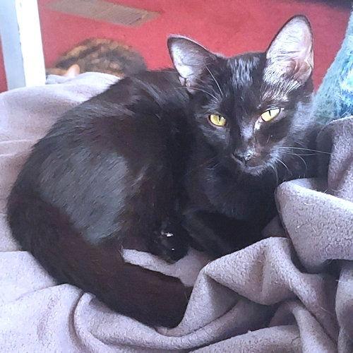 Enlarge Nora, a Adoptable Domestic Short Hair in Rutherfordton, NC image 3/3