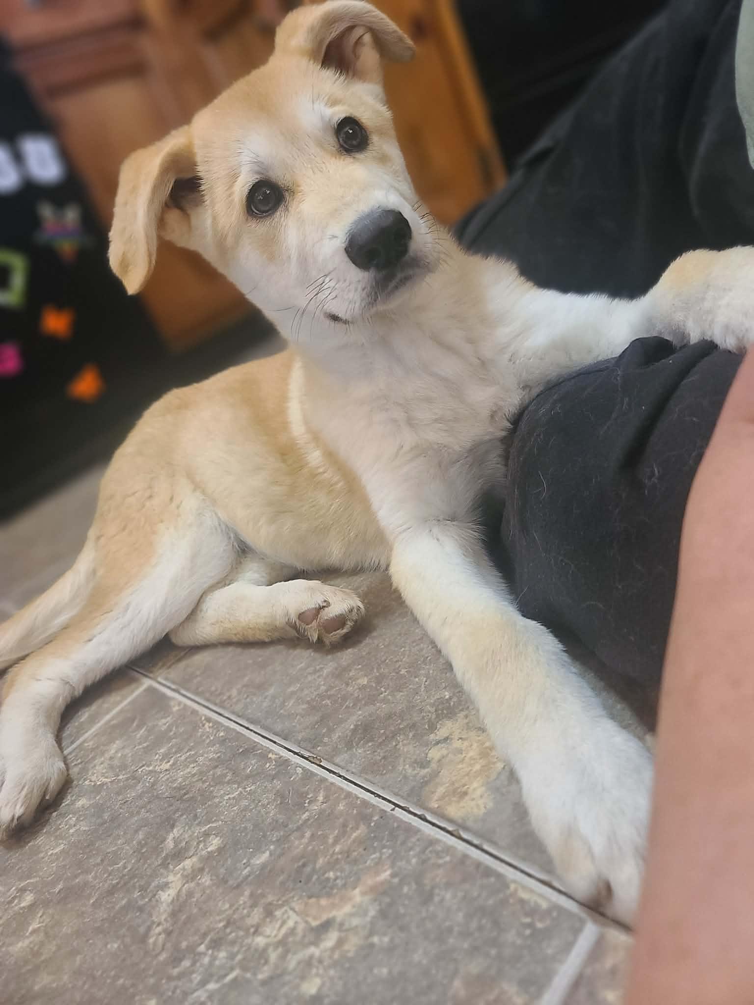 Enlarge Cora, a ADOPTABLE mixed breed in Sequatchie, TN image 1/4