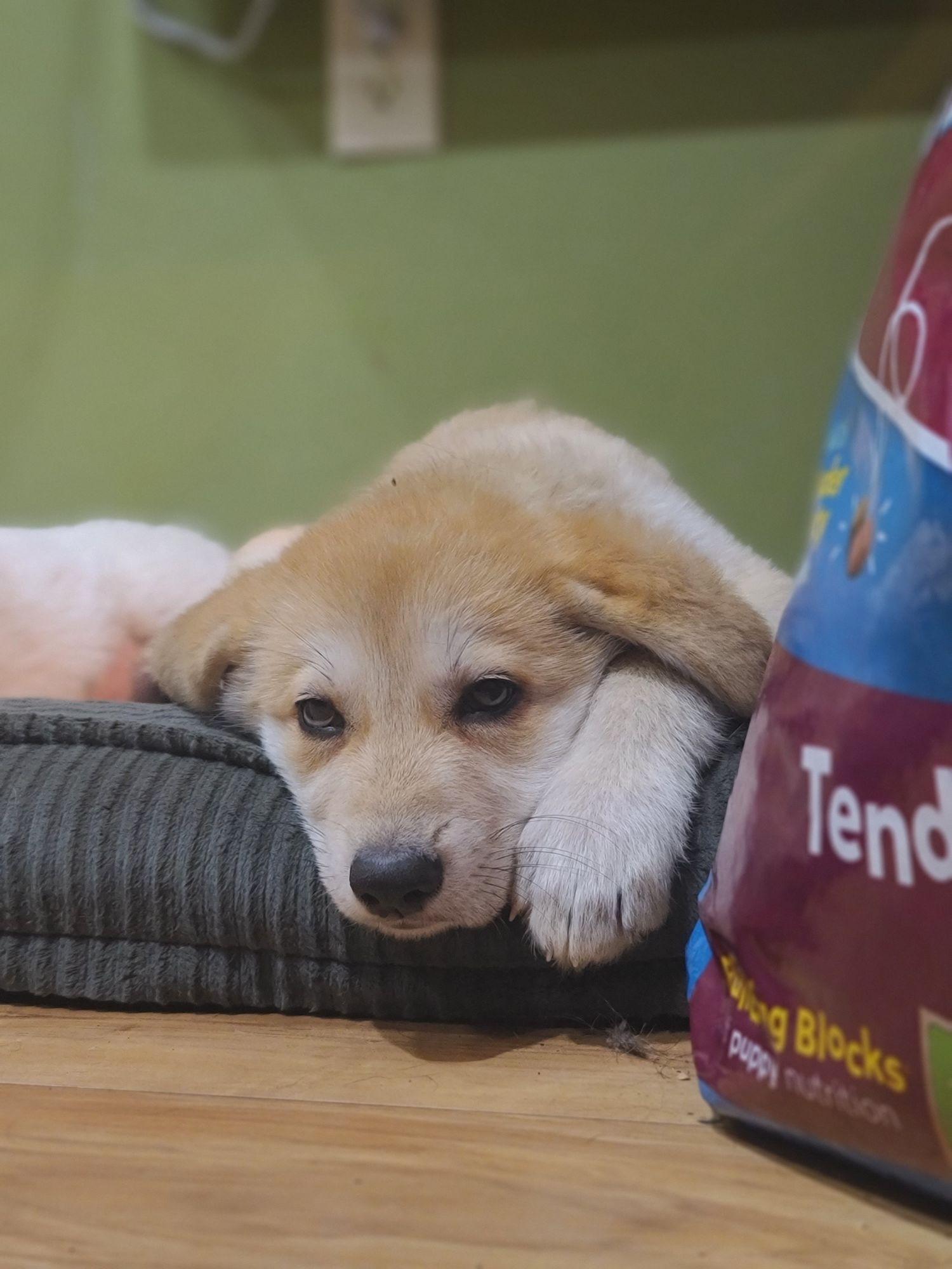 Enlarge Cora, a ADOPTABLE mixed breed in Sequatchie, TN image 4/4