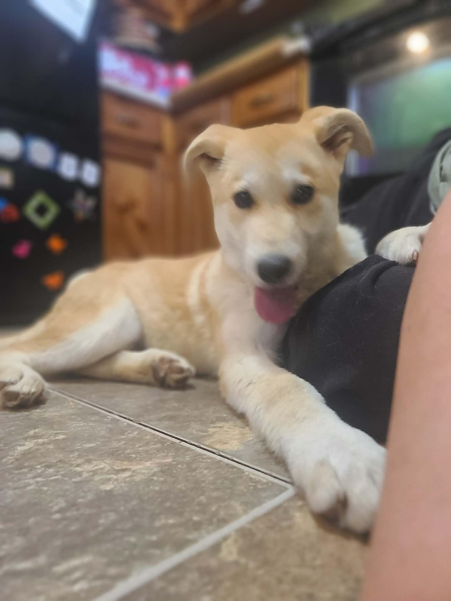 Enlarge Cora, a ADOPTABLE mixed breed in Sequatchie, TN image 2/4