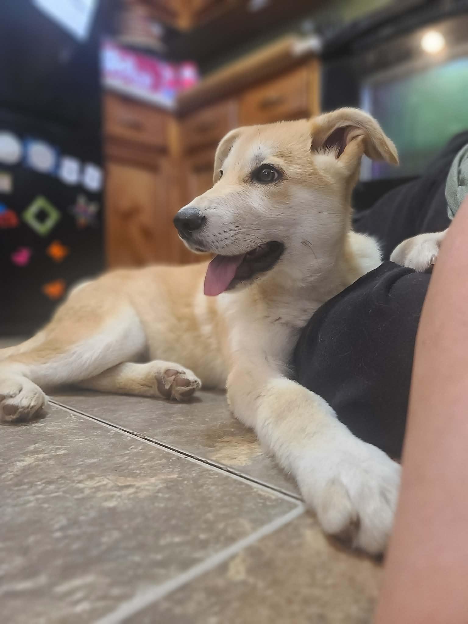 Enlarge Cora, a ADOPTABLE mixed breed in Sequatchie, TN image 3/4