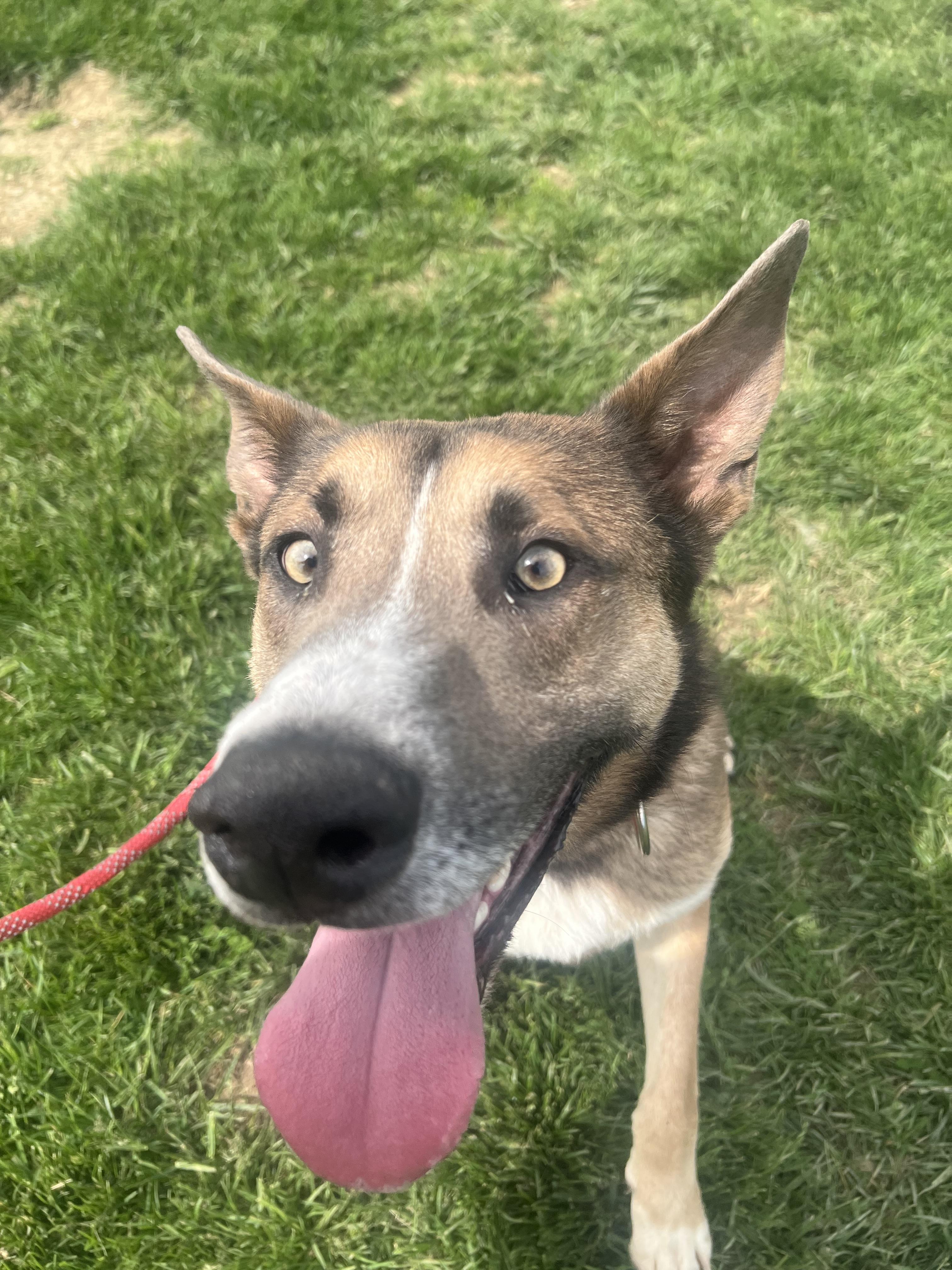 Enlarge Gunner, a Adoptable mixed breed in Brazil, IN image 1/3