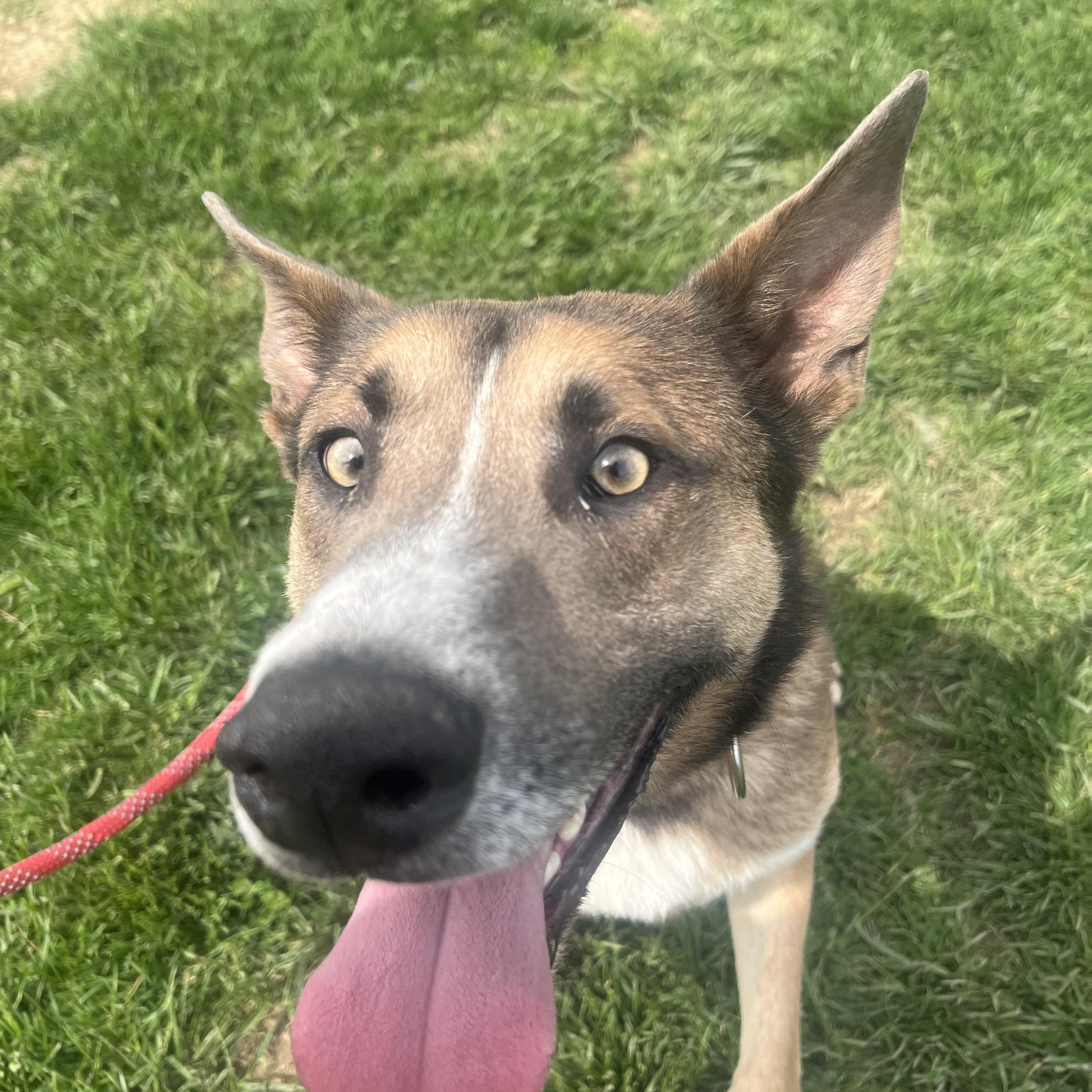 Enlarge Gunner, a Adoptable mixed breed in Brazil, IN image 2/3