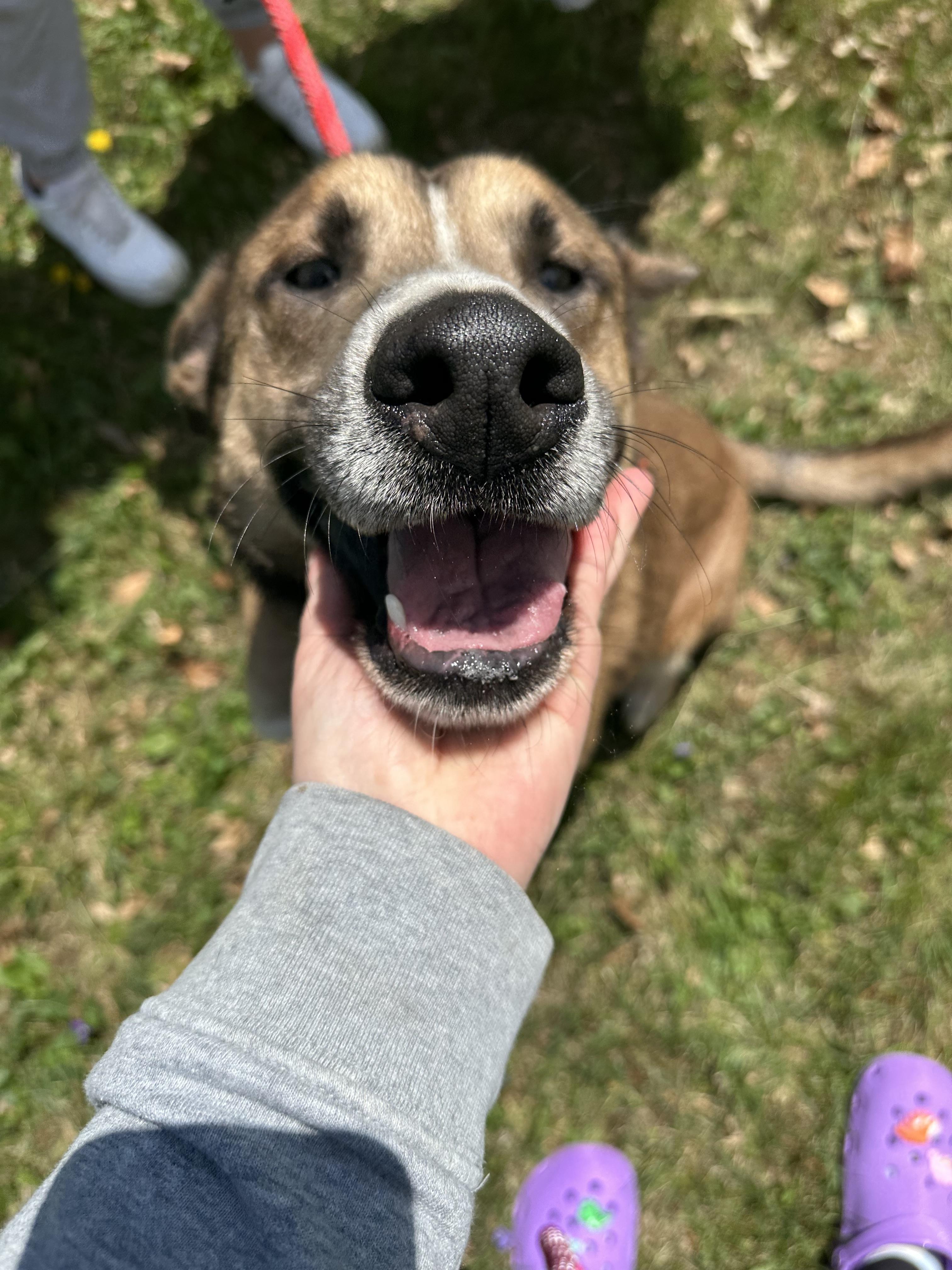Enlarge Gunner, a Adoptable mixed breed in Brazil, IN image 2/3
