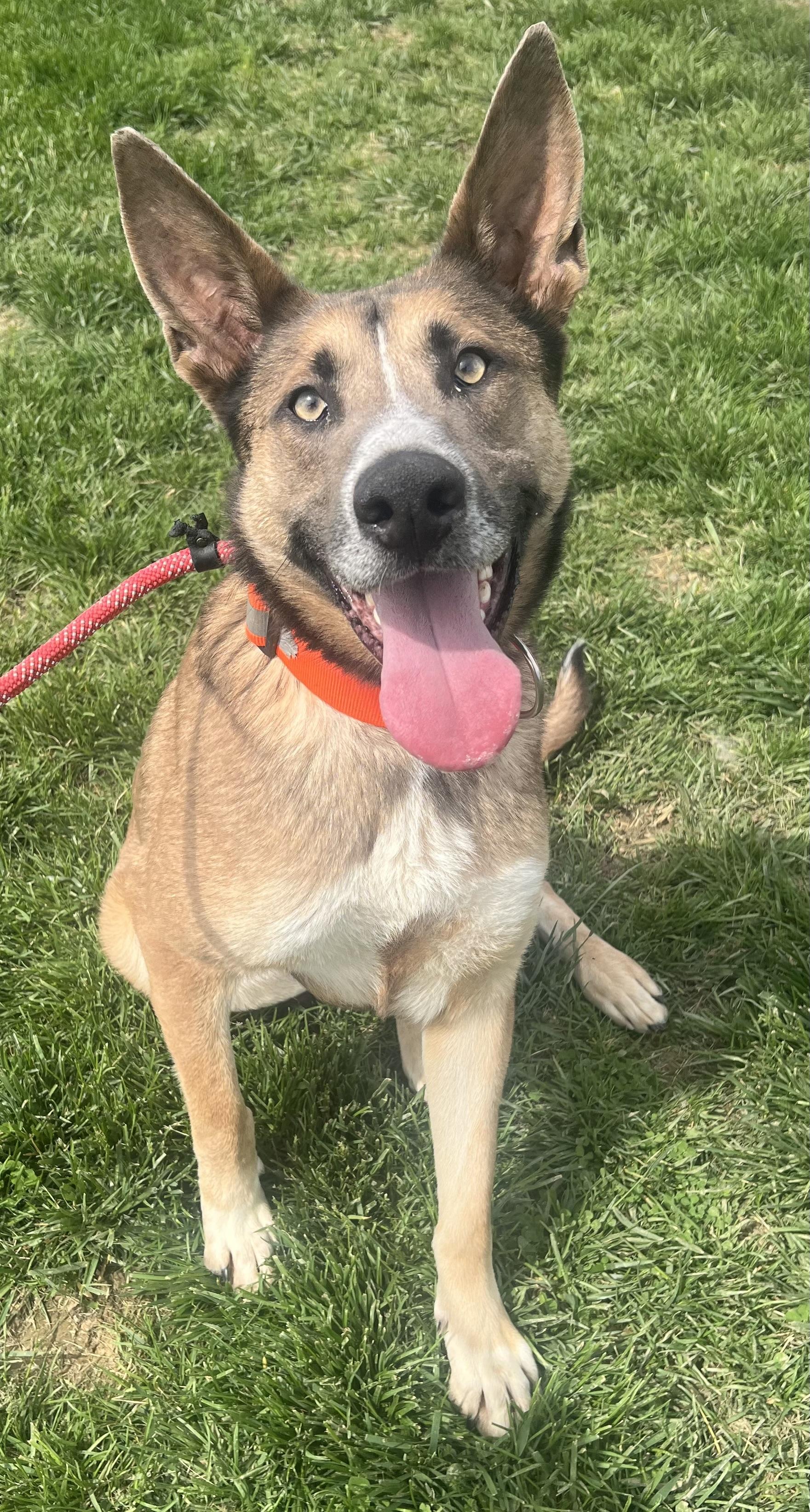 Enlarge Gunner, a Adoptable mixed breed in Brazil, IN image 3/3