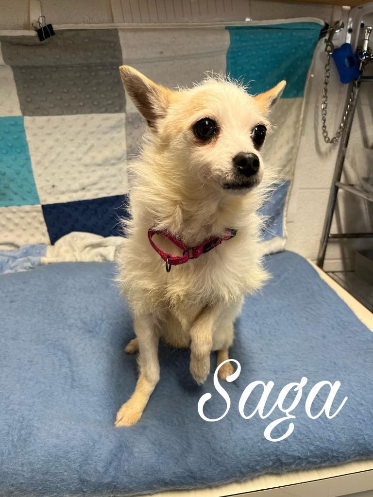 Saga, Adoptable, Adult Female Pomeranian & Chihuahua.