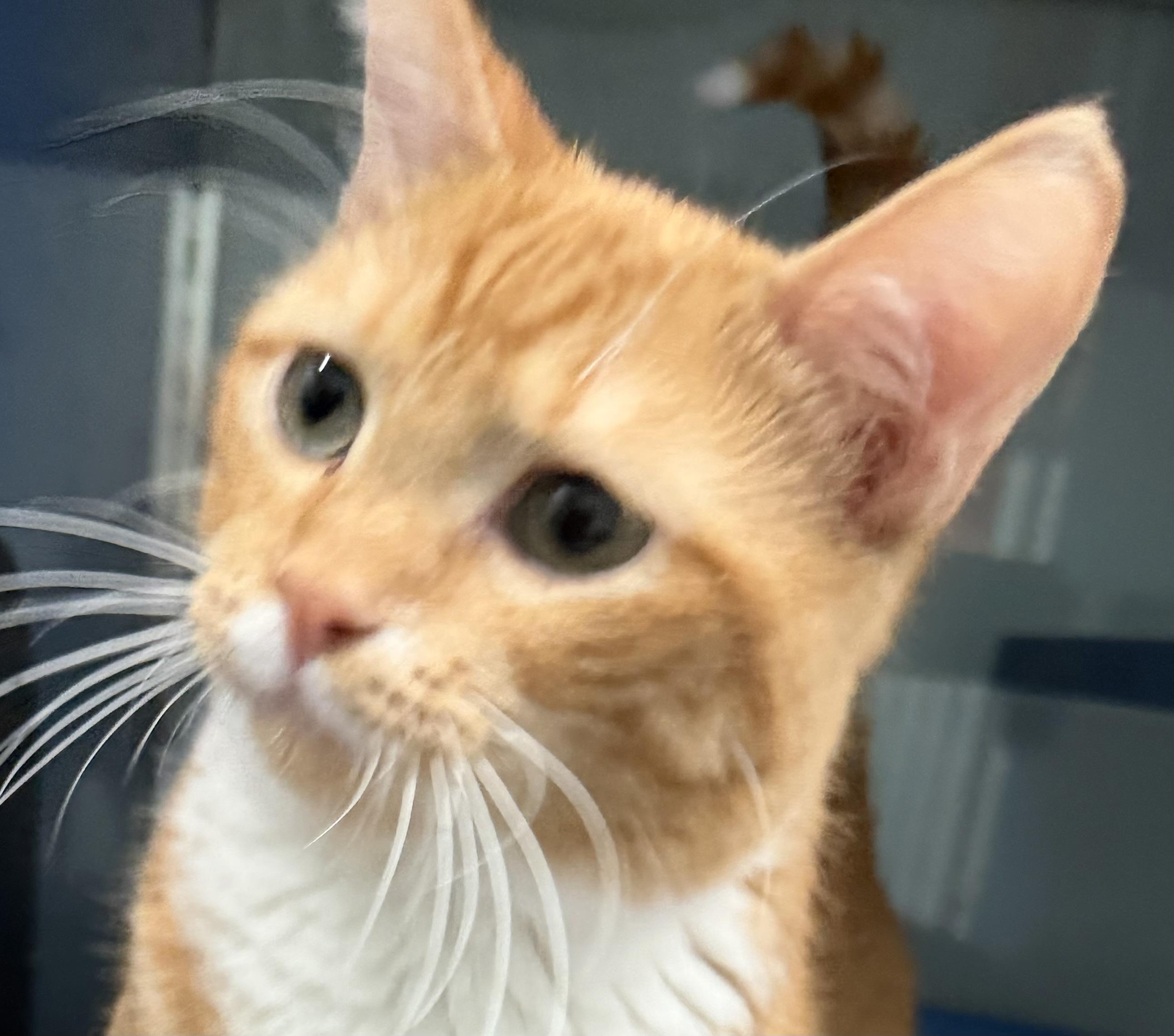 Ginger Root, adopted, Kitten Male Domestic Short Hair.