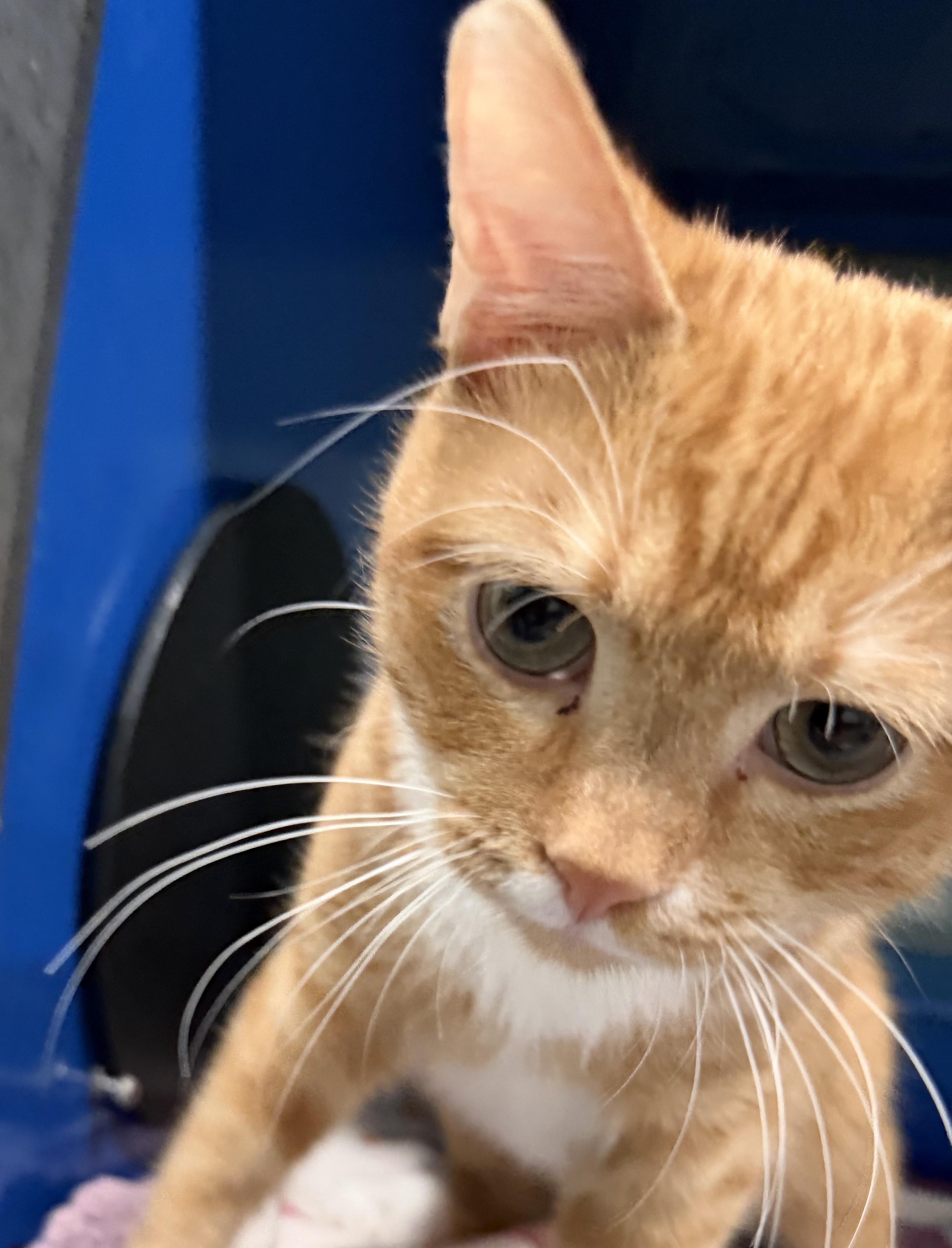 Enlarge Ginger Root, an adopted Domestic Short Hair in Sault Sainte Marie, MI image 2/2