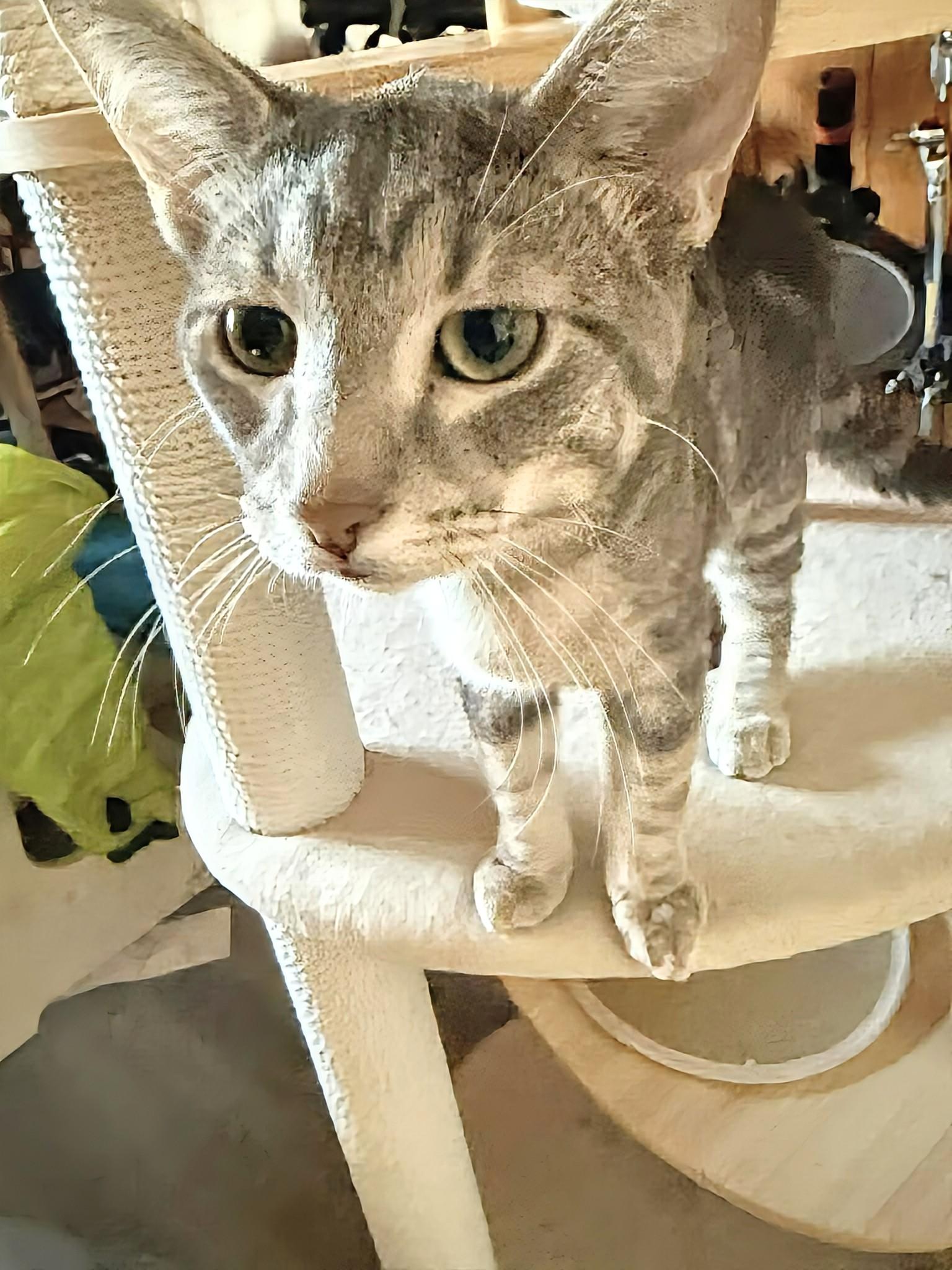 Yoda, an adoption pending Domestic Short Hair in Winnipeg, MB image 1/5