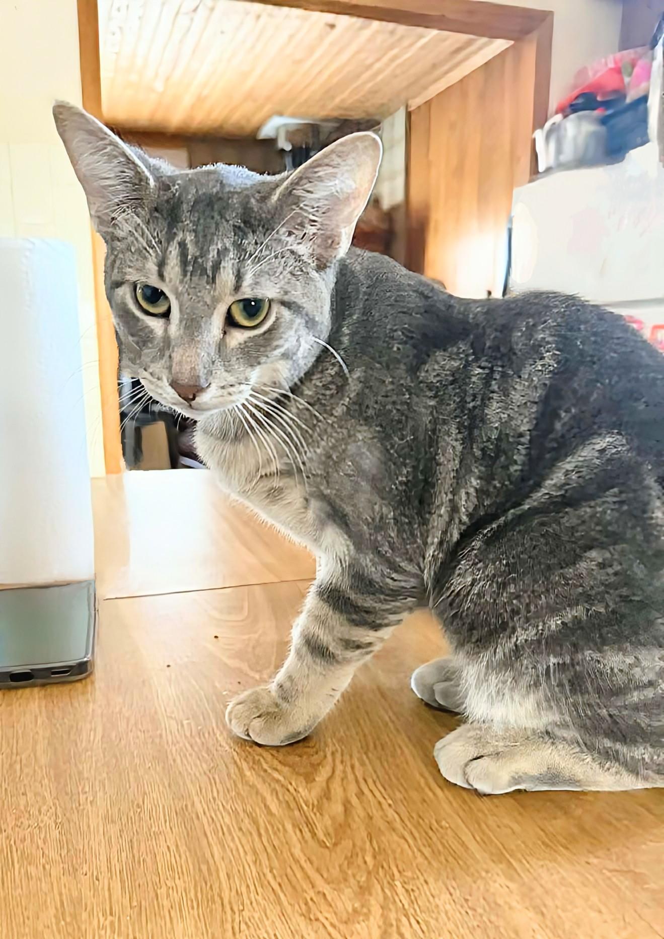 Yoda, an adoption pending Domestic Short Hair in Winnipeg, MB image 4/5